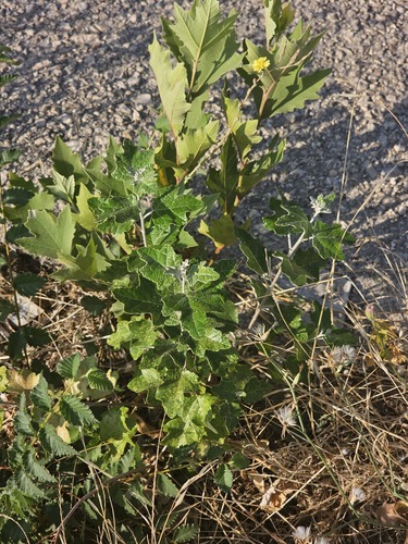 white poplar