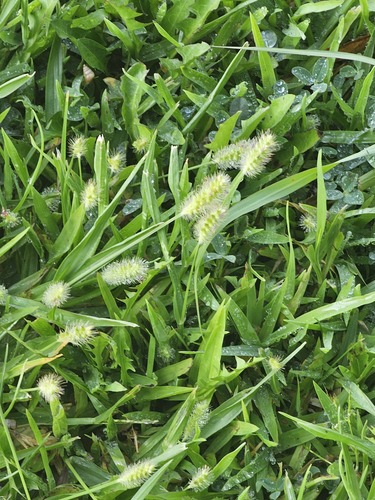 yellow foxtail