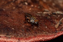 Tapeigaster cinctipes