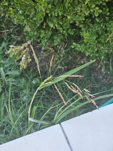Johnson grass