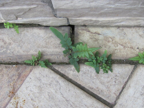 Pteris vittata
