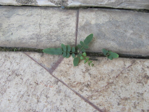 Pteris vittata