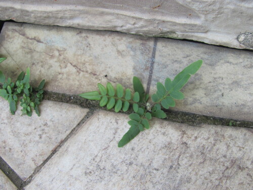 Pteris vittata