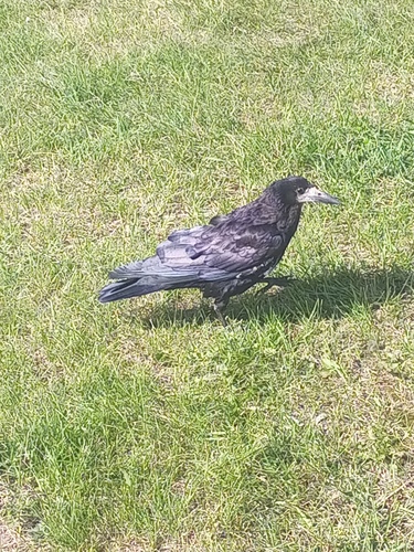 Rook