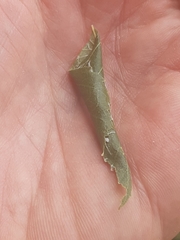 Apotomis betuletana