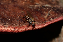 Tapeigaster cinctipes