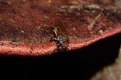 Tapeigaster cinctipes