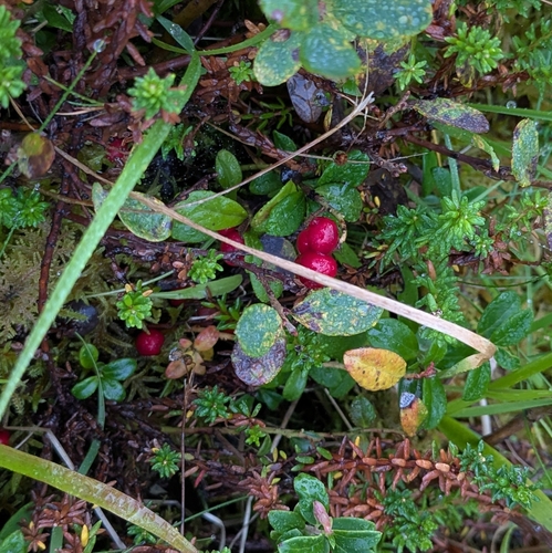 Lingonberry