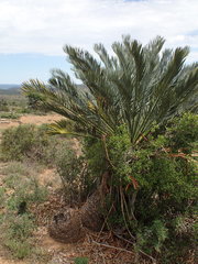 Encephalartos lehmannii