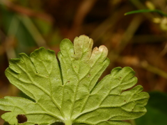Agromyza nigrescens
