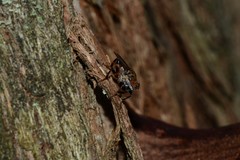 Tapeigaster cinctipes