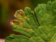 Agromyza nigrescens