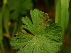 Agromyza nigrescens