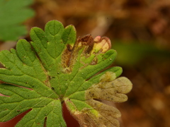 Agromyza nigrescens