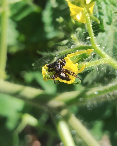 Gray Wall Jumping Spider, Vale das Laranjeiras, Indaiatuba - SP, 13342, Brasil, photo 9 of 10