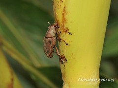 Metaprodioctes formosanus