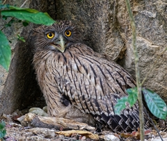 Ketupa zeylonensis
