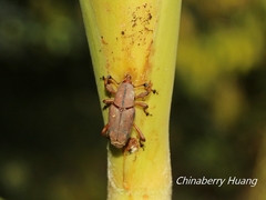 Metaprodioctes formosanus