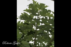 Vasconcellea quercifolia