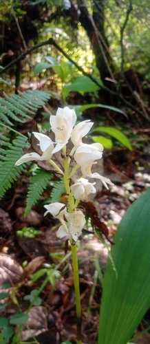 Liliaceae observed 2026-08-12