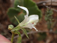 Pelargonium worcesterae
