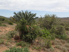 Encephalartos lehmannii