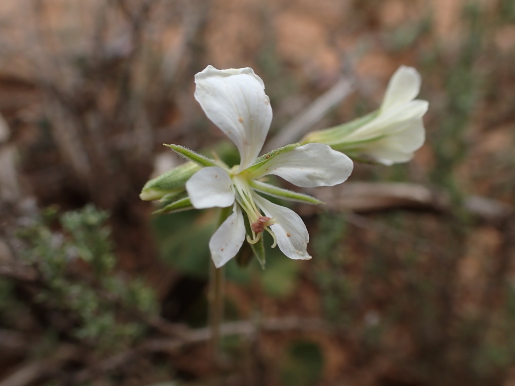 Pelargonium worcesterae from Kaboega Farm between Kirkwood and ...