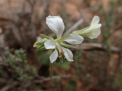 Pelargonium worcesterae