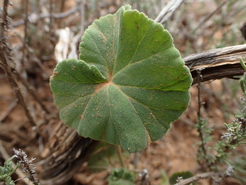 Pelargonium worcesterae 3