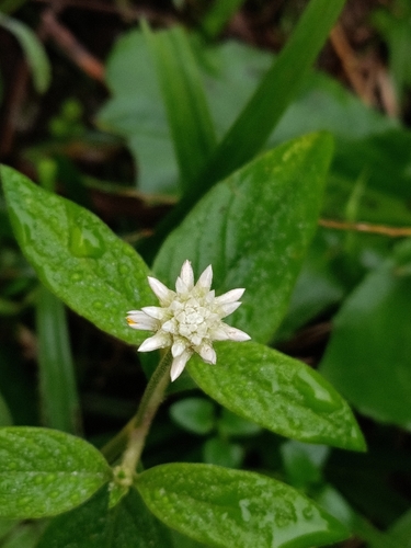 Gomphrena elegans, photograph 2