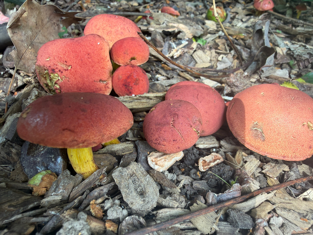 Ruby Bolete · August 2026 · photo: Photo: (c) timboucher, some rights reserved (CC BY) · iNaturalist