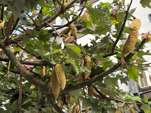 Lacebark