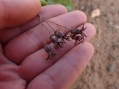 Cotyledon papillaris
