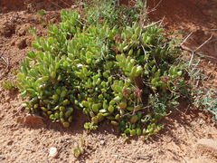 Cotyledon papillaris