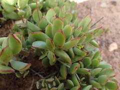 Cotyledon papillaris