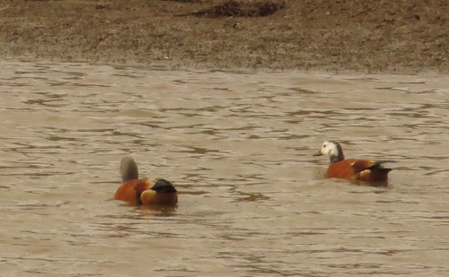 iNaturalist image