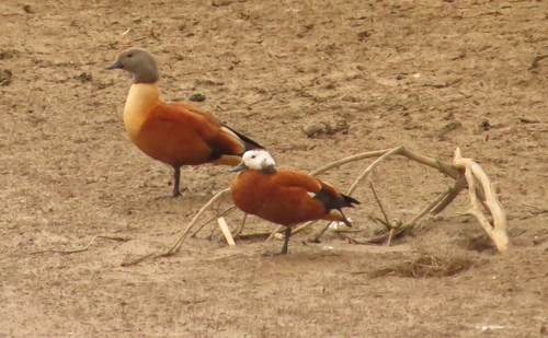 iNaturalist image