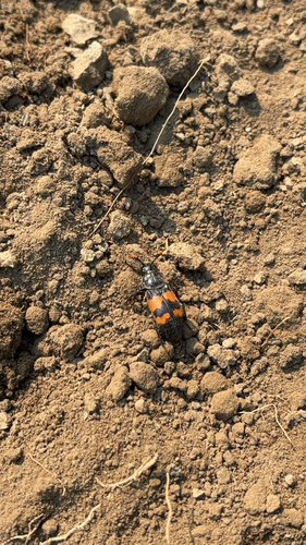 Banded Sexton Beetle