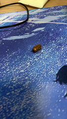 Pseudosymmachia impressifrons