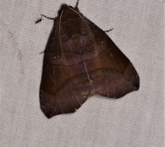 Bastilla hamatilis