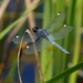 Spangled Skimmer - Photo (c) John B., some rights reserved (CC BY)