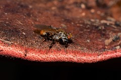 Tapeigaster cinctipes