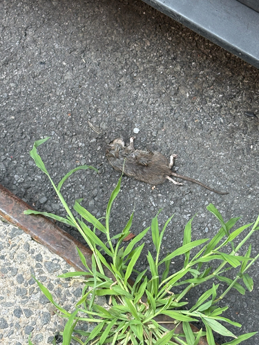 Rat photographed near here on 2026-08-13