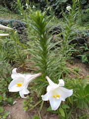 Lilium longiflorum