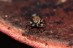 Tapeigaster cinctipes