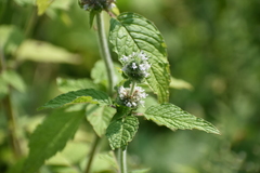 Blephilia hirsuta, photograph author not stated, no rights reserved