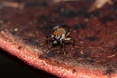 Tapeigaster cinctipes