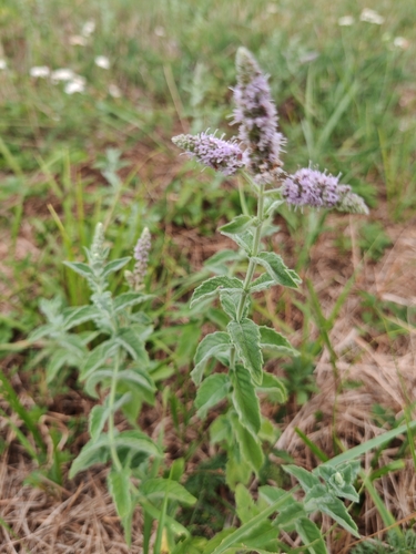 Horse Mint
