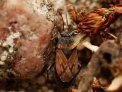 Trapezonotus arenarius