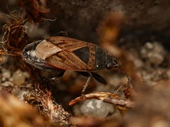 Trapezonotus arenarius